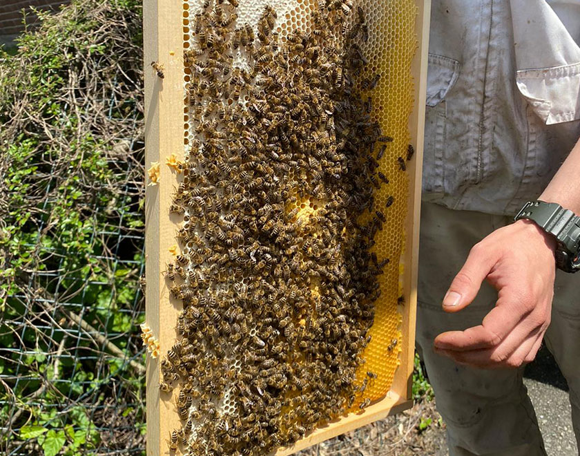 Bienenvolk von EFT